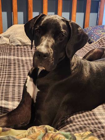 Female Dane/Mastiff 1
