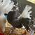 Pigeons for sale. 10 Indian fantail 8 thumbnail
