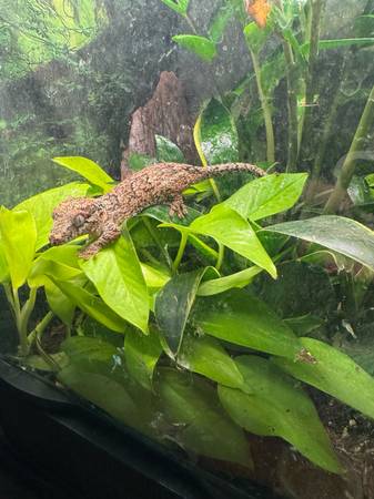 Gargoyle Gecko + Fully Planted Bioactive Tank 1