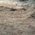 Fresh tree mulch. 2 thumbnail