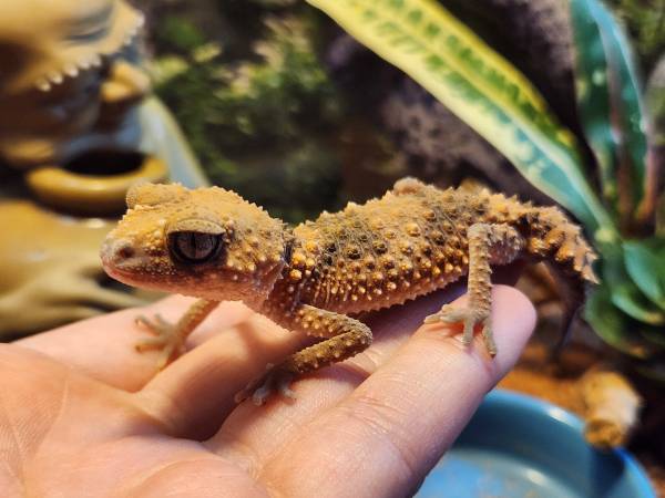 Knob tail gecko pair (Olympia)63869819674497122