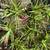 Air Plants 4 thumbnail