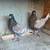 Colored racing pigeons 3 thumbnail