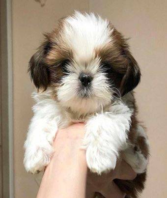 Iso Bearded Shihtzu (407 624 31three3)63904507773571120