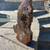 Fossil Petrified Wood AAA Grade From 80 years of 3gen collection 1 thumbnail