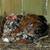 Calico Cochin Bantam Chicks & Hatching Eggs 6 thumbnail
