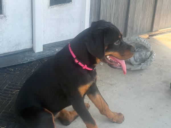 Rehoming German Rottweiler (Shiro)
