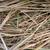 Kernza grass hay 3 thumbnail