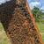 Honeybee Nucs 5 frame hives 4 thumbnail