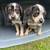 Puppy in box 1 thumbnail