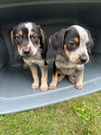 Puppy in box 1