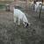 Boer goats 2 thumbnail