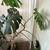 Large Monstera Deliciosa 2 thumbnail