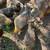 Rare Lavender Americana Hens 4 thumbnail