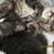 kitties 2 thumbnail