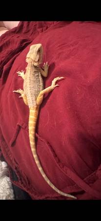 Hypo translucent Bearded Dragon 1