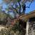 Tree trimmng, removal 🏡🪵🌴🌳 11 thumbnail