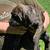 Cane Corso's 1 thumbnail