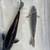 Koi fish 3 thumbnail
