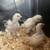 Egg layers PULLETS and chicks 12 thumbnail