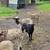 Sheep 2 thumbnail
