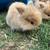 Holland lop/Lionhead mix bunnies 3 thumbnail