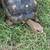 Red footed tortoise pair 5 thumbnail