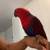 Female eclectus 1 thumbnail