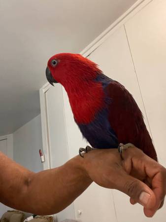 Female eclectus 1