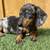 ForeverDachshundPips 2 thumbnail