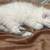 Rehoming Snow Leopard Savannah Highlander Kittens 4 thumbnail