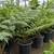 Australian Tree Fern 1 thumbnail
