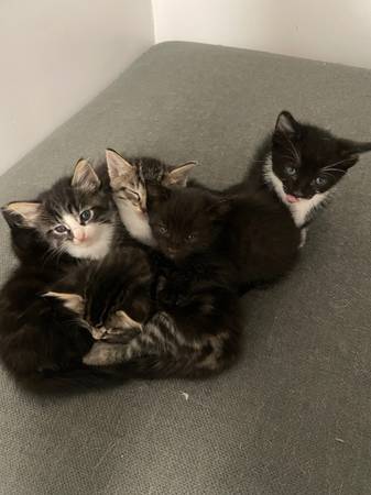 Gatitos lindos buscando un buen hogar (Los Ángeles)63869929008899123