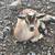Nigerian dwarf goats for sale 4 thumbnail