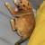 Found Dogs - A0057206465 & A0061410827 & A0061410822 & A0061410728 2 thumbnail