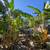 Land for Sale in Boca de Tomatlan, Privileged Location Near the River 11 thumbnail