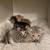 I have 4 kittens for sale 8 thumbnail