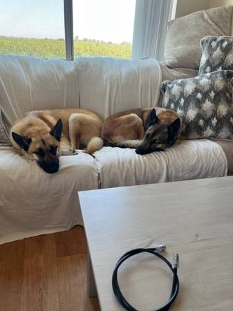 Rehoming de dos hermanos belgas Malinois (Tracy)63469793598723121
