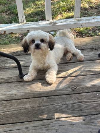 Macho shipoo