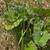 Victoria Rhubarb seeds 2 thumbnail