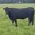 21 fall bred cows 3 thumbnail