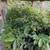 Chestnut Trees 1 thumbnail