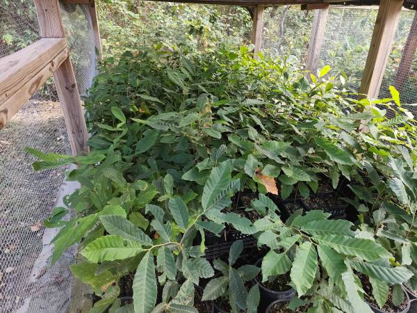 Chestnut Trees 1