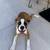 Boxer Puppy 2 thumbnail