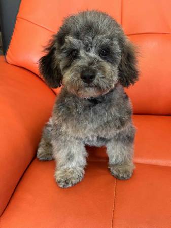 Cachorros de Poodle Miniatura (Norman)63670590944899121