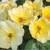 Knockout Roses - Different Varieties 3 thumbnail