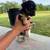 PUPPIES 14 thumbnail
