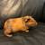 Guinea Pigs and hamsters 3 thumbnail