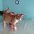 5 kittens 2 thumbnail