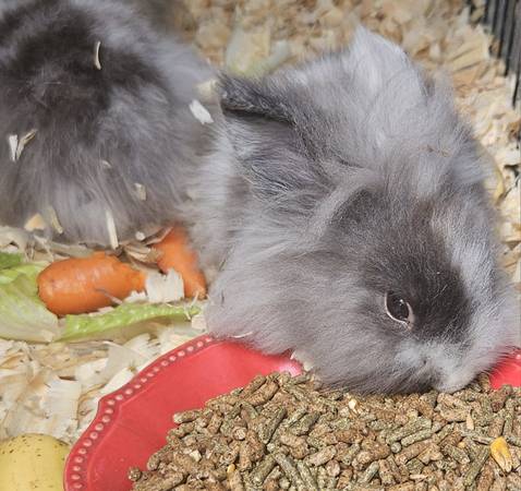 Adorable Baby Angora Bunnies (Beatrice/DeWitt)63857444923905124